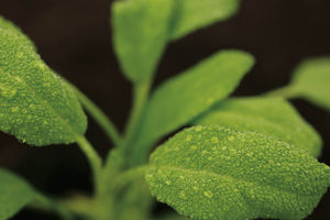 Frische Salbei-Blätter (© A. Vogel/Bioforce AG, Schweiz)