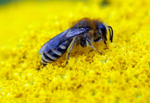 Biene: Ihr Gehirn soll Drohnen künftig komplett steuern (Foto: pixelio.de/luise)