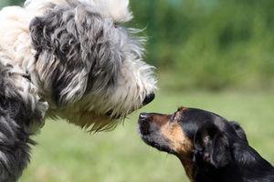 Hunde: Welpen übertragen häufiger (Foto: Jewgenia Stasiok/pixelio.de)