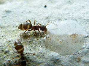 Ameisensäure: Diese passt bald besser in Tanks (Foto: PeterA, pixelio.de)
