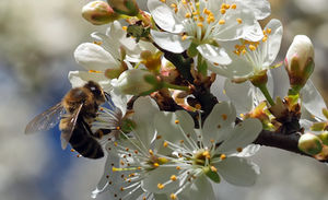 Nektarsuche: Nur starke Bienen sind gute Arbeiter (Foto: pixelio.de/luise)