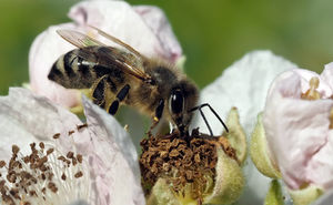 Biene: Sie ist immer mehr vom Aussterben bedroht (Foto: pixelio.de, luise)