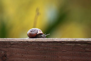 Schnecke: wirbellosen Tieren droht Massensterben (Foto: pixelio.de, E. Lorenzen) Schnecke: wirbellosen Tieren droht Massensterben (Foto: pixelio.de, E. Lorenzen)