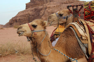 Kamele: große Gefahr für den Menschen (Foto: pixelio.de, Heidrun Schneider) Kamele: große Gefahr für den Menschen (Foto: pixelio.de, Heidrun Schneider)