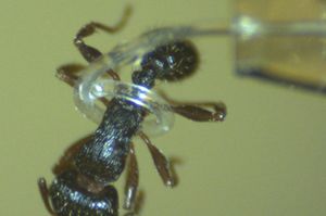 Roboter-Tentakel: umschließt sanft sogar eine Ameise (Foto: uiowa.edu)