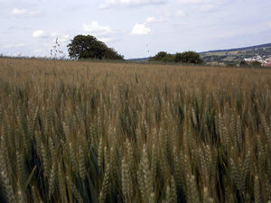 Getreide: hat kaum mit Preisblasen zu kämpfen (Foto: Michael Fuchs, pixelio.de) Getreide: hat kaum mit Preisblasen zu kämpfen (Foto: Michael Fuchs, pixelio.de)