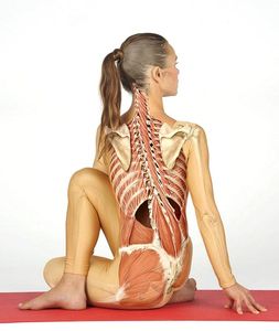 Spiraldynamik® (Bild: Medical Yoga Professional, Thieme)