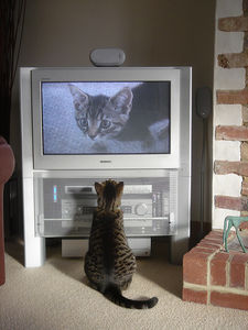 Katze: Auch Menschen blicken gebannt auf Fernseher (Foto: flickr.com/cloudzilla)