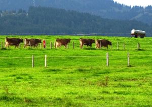 Kühe: Kuhhaut nicht mehr so gefragt wie einst (Foto: pixelio.de/Rainer Sturm) Kühe: Kuhhaut nicht mehr so gefragt wie einst (Foto: pixelio.de/Rainer Sturm)