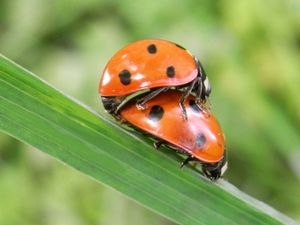 Marienkäfer: Sex kann Marken schaden (Foto: pixelio.de/Jetti Kuhlemann)