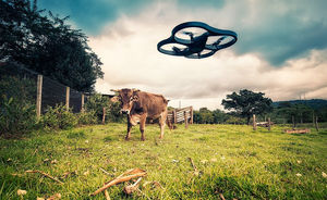 Drohne und Kuh: Überwachung von oben (Foto: flickr.com/Lima Pix)