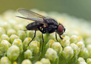 Fliege: Forscher sind neuem Signalweg auf der Spur (Foto: pixelio.de, luise)