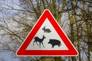 Wildwechsel: Simulationen sichern Straßen (Foto: pixelio.de/Thorben Wengert)