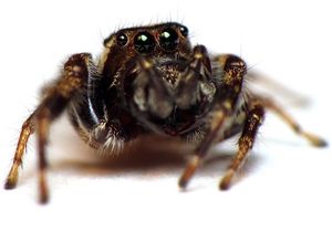 Spinne: neues Verhalten bei Pestiziden (Foto: flickr.com, tgiq/Crystal Ernst)