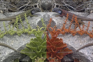 Mensch versus Echse: Nur Letztere sieht leuchtende Wange (Foto: J. Troscianko) Mensch versus Echse: Nur Letztere sieht leuchtende Wange (Foto: J. Troscianko)