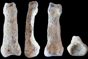 Handknochen: ältester Fund bisher (Foto: bit.ly/1E4EjGc/M. Domínguez-Rodrigo)