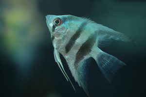 Fisch: Roboterfische binden Toxine an sich (Foto: pixelio.de/Erwin Lorenzen)