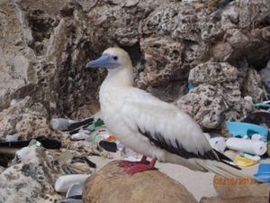 Seevogel: Immer mehr von ihnen ersticken an Plastikmüll (Foto: csiro.au)