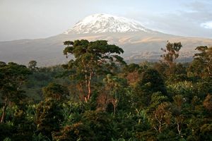 Kilimanjaro: mehr Bäume als gedacht (Foto: uni-bayreuth.de, Andreas Hemp)