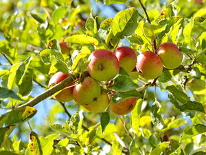 Apfelbaum: Muskelabbau natürlich begegnen (Foto: pixelio.de/Uschi Dreiucker)