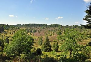 Natur: Sauerstoff kann es auch ohne Bäume geben (Foto: roja48, pixelio.de)