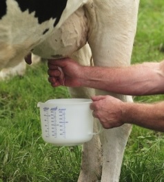 Kuhmilch: EU greift Bauern unter die Arme (Foto: pixelio.de, Harry Hautumm)