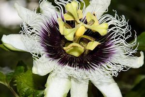 Passiflora edulis: Pflanze aus Südamerika (Foto: Leonardo Ré-Jorge/Wikimedia)