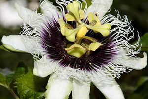 Passiflora edulis: Pflanze aus Südamerika (Foto: Leonardo Ré-Jorge/Wikimedia) Passiflora edulis: Pflanze aus Südamerika (Foto: Leonardo Ré-Jorge/Wikimedia)