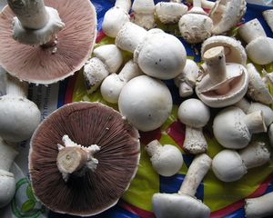 Champignons: könnten Graphit ersetzen (Foto: pixelio.de/Gerhard Metzger)  