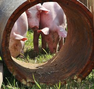 Schweine: werden Organspender für Menschen (Foto: pixelio.de, Petra Bosse)