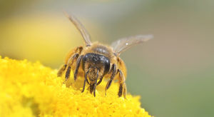 Biene: Verschmutzte Luft stört Nahrungssuche (Foto: luise/pixelio.de)