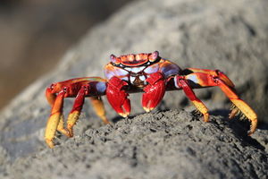 Krabbe: bei Korea Foods lebend in Plastik verpackt (Foto: pixelio.de, s.kunka)
