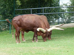 Rinder: neuer Ansatz bei Schlafkrankheit (Foto: pixelio.de, Dirk Sanne)