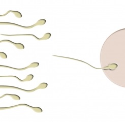 Spermien und Eizelle: Beweglichkeit sehr wichtig (Foto: pixelio.de/Thommy Weiss)