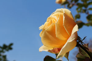 Rose: Forscher integrieren Elektronik (Foto: pixelio.de/Wolfgang Dirscherl)