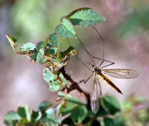 Moskito: Gentechnisch verändert keine Malaria-Gefahr (Foto: pixelio.de, luise)