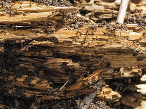 Ameisen: Vorbild für Roboterschwärme (Foto: pixelio.de/Günther Pichler)