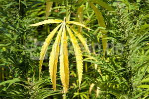 Hanfblatt: bewirkt auch neuronales Rauschen (Foto: pixelio.de, NicoLeHe) Hanfblatt: bewirkt auch neuronales Rauschen (Foto: pixelio.de, NicoLeHe)