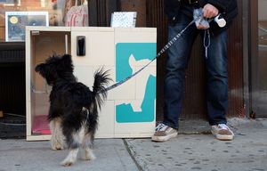 Hundehütte: Hund Winston darf probesitzen (Foto: dogparker.com)