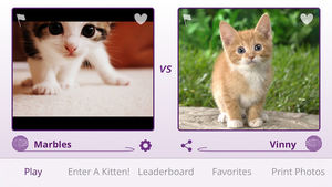 Katzen-Kampf: Ein Wisch bestimmt, wer süßer ist (Foto: smittnapp.com)
