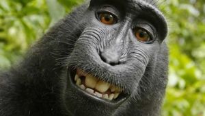 Affen-Selfie löst Urheberrechtsstreit aus (Foto: Naruto/David Slater)