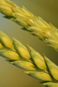 Weizen: Gluten sind für viele ein großes Problem (Foto: pixelio.de/Yvonne Voigt)