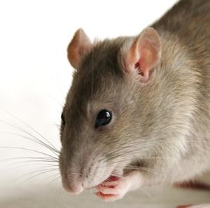 Ratte: nimmt viele verschiedene Krankheitserreger auf (Foto: giemedia.com)