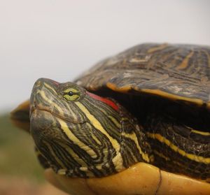Zu viele Rotwangenschmuck-Schildkröten (Foto: senckenberg.de, Melita Vamberger)