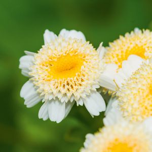 Mutterkraut (Foto: Apomedica/Shutterstock)