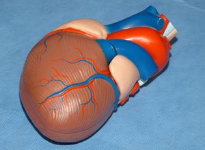 Herz: Infarkt je nach Geschlecht anders (Foto: pixelio.de/Dieter Schütz)