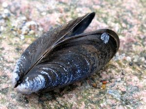 Miesmuschel: Basis für Superkleber (Foto: pixelio.de/Gabriele Planthaber)