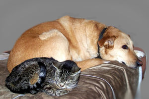 Tiere: Hundehalter sind ruhiger als Katzen-Fans (Foto: Karin Blömer/pixelio.de)