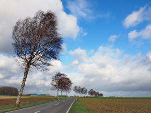 Bäume im Wind: ein Generator-Vorbild (Foto: uschi dreiucker, pixelio.de)