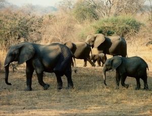 Elefanten: Wilderei in Afrika ein echtes Problem (Foto: pixelio.de/Lothar Henke)